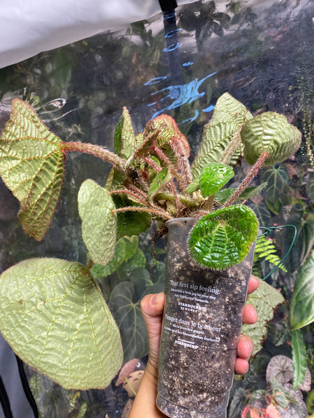 Begonia Paulensis